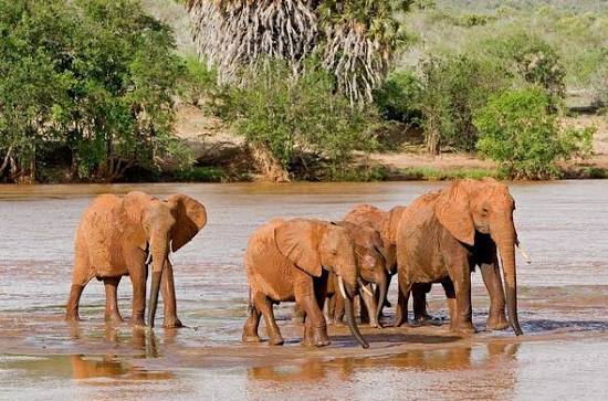 Tsavo East safari